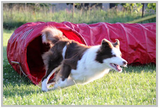border collie speedy dream