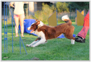 border collie speedy dream
