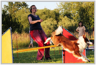 border collie speedy dream