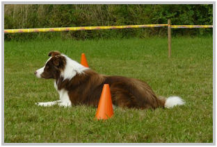 border collie speedy dream