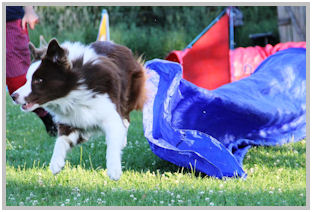border collie speedy dream