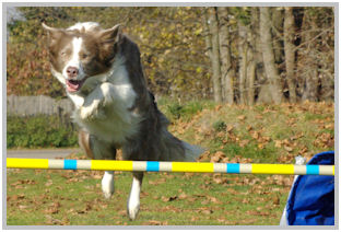 border collie speedy dream