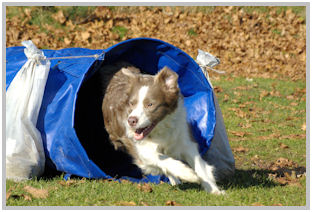 border collie speedy dream