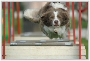 border collie speedy dream