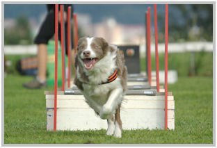 border collie speedy dream