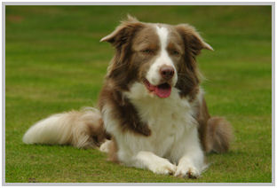 border collie speedy dream