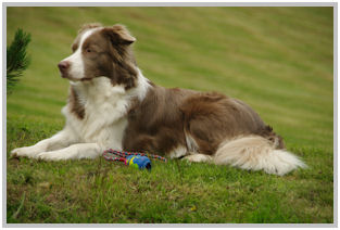 border collie speedy dream