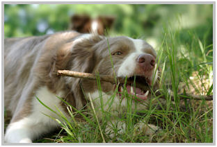 border collie speedy dream