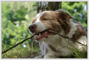 border collie speedy dream