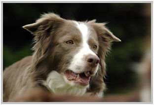 border collie speedy dream