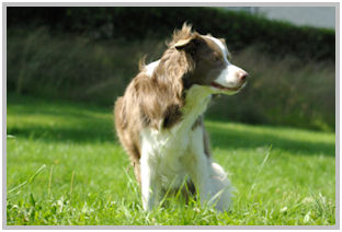 border collie speedy dream