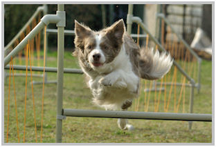 border collie speedy dream