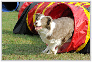 border collie speedy dream