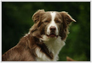 border collie speedy dream