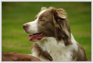 border collie speedy dream