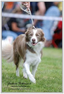 border collie speedy dream