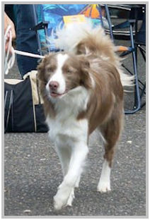 border collie speedy dream