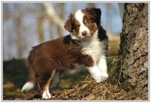 border collie speedy dream