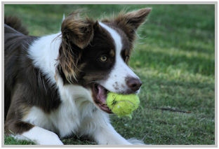 border collie speedy dream