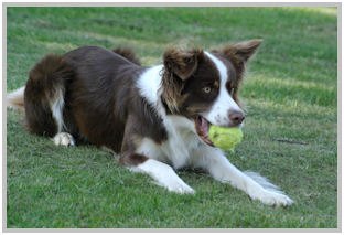 border collie speedy dream