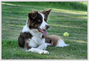 border collie speedy dream