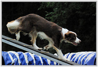 border collie speedy dream