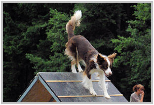 border collie speedy dream