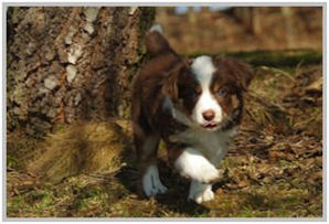 border collie speedy dream