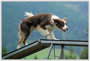 border collie speedy dream