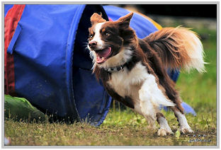 border collie speedy dream