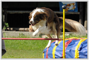 border collie speedy dream