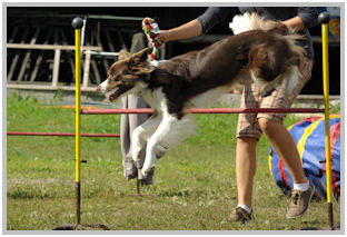 border collie speedy dream