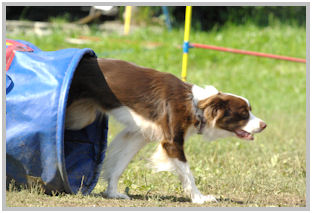 border collie speedy dream