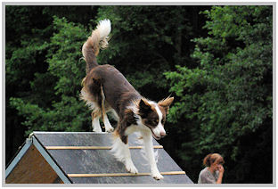 border collie speedy dream