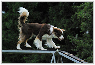 border collie speedy dream