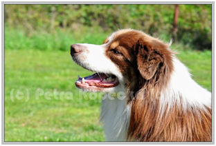 border collie speedy dream