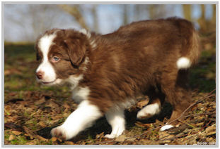 border collie speedy dream