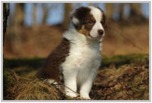 border collie speedy dream
