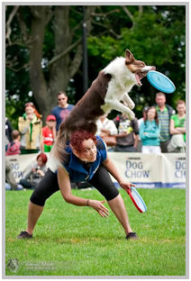 border collie speedy dream