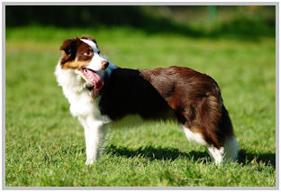 border collie speedy dream