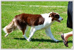 border collie speedy dream