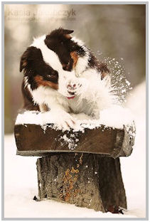 border collie speedy dream