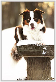 border collie speedy dream