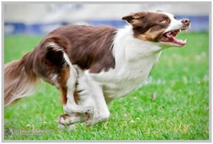 border collie speedy dream