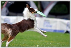 border collie speedy dream