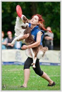 border collie speedy dream