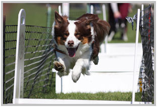 border collie speedy dream