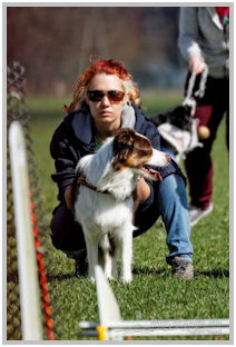 border collie speedy dream