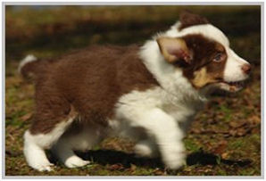 border collie speedy dream