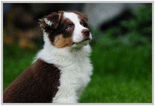 border collie speedy dream
